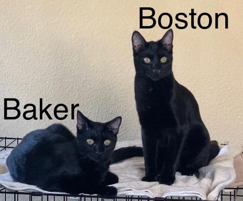 Enlarge Boston and Baker, a Adoptable Domestic Short Hair in Oakley, CA image 2/2