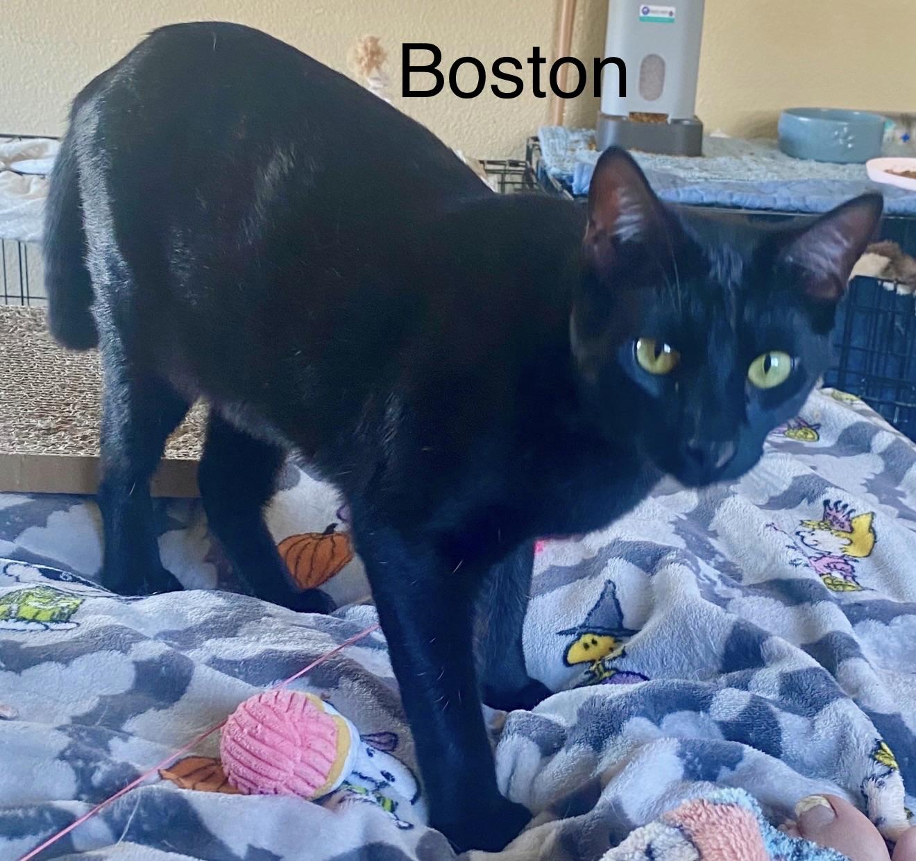 Enlarge Boston and Baker, a Adoptable Domestic Short Hair in Oakley, CA image 2/3