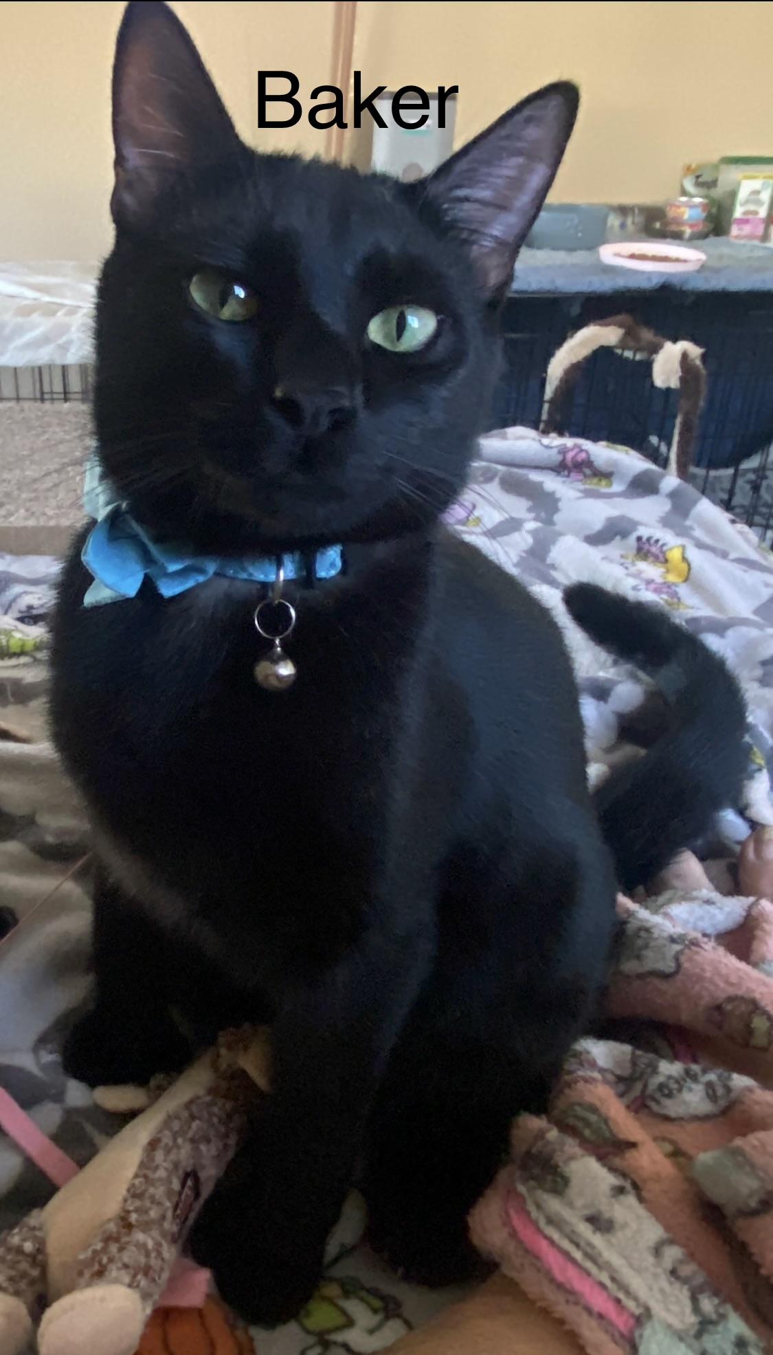 Enlarge Boston and Baker, a Adoptable Domestic Short Hair in Oakley, CA image 3/3