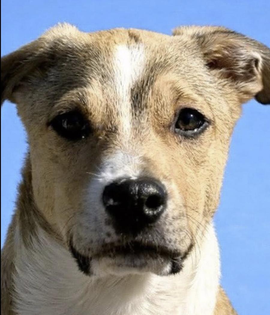 Enlarge Ribbon, a Adoptable mixed breed in Pleasant Valley, NY image 2/3