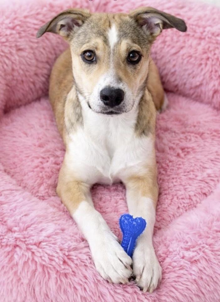 Enlarge Ribbon, a Adoptable mixed breed in Pleasant Valley, NY image 3/3