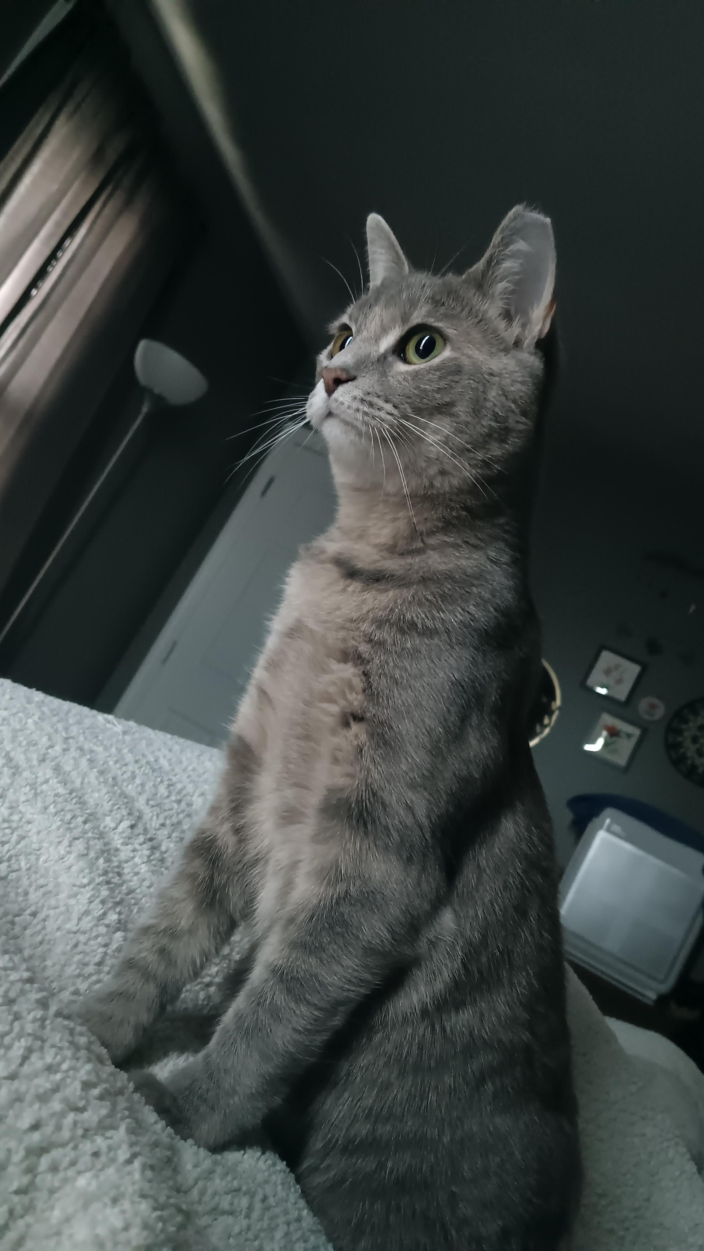 Enlarge Talia, a Adoptable Domestic Short Hair in Bethel Park, PA image 2/4