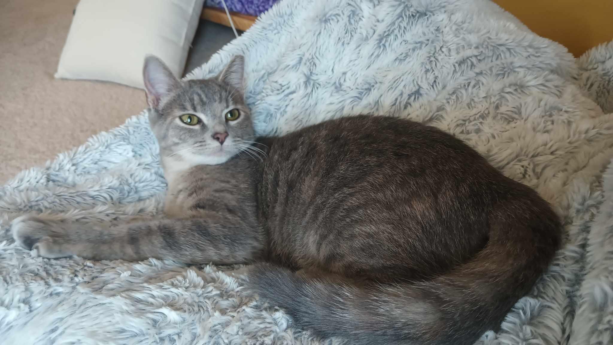 Enlarge Talia, a Adoptable Domestic Short Hair in Bethel Park, PA image 6/6