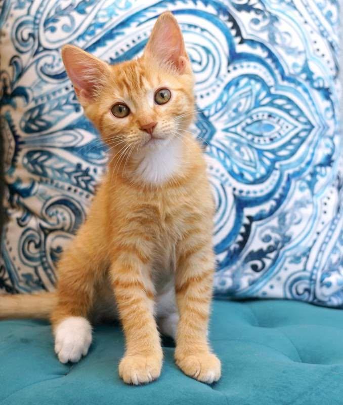MANY KITTENS AVAILABLE MID JUNE, a ADOPTABLE mixed breed in Rocklin, CA image 3/4