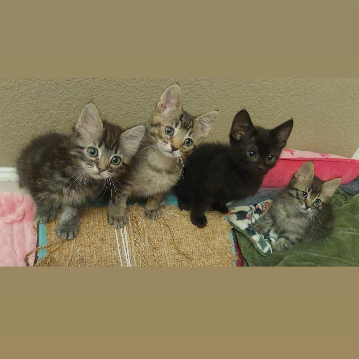 MANY KITTENS AVAILABLE MID JUNE, a ADOPTABLE mixed breed in Rocklin, CA image 4/4