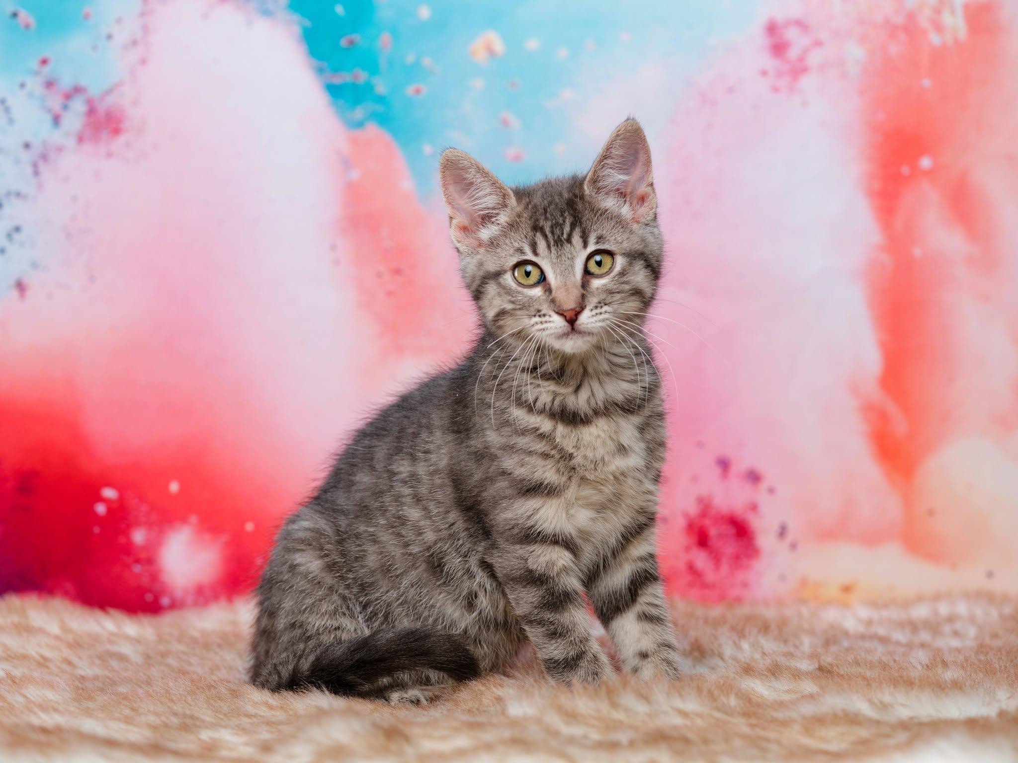 MANY KITTENS AVAILABLE MID JUNE, ADOPTABLE, Kitten Female Domestic Short Hair.