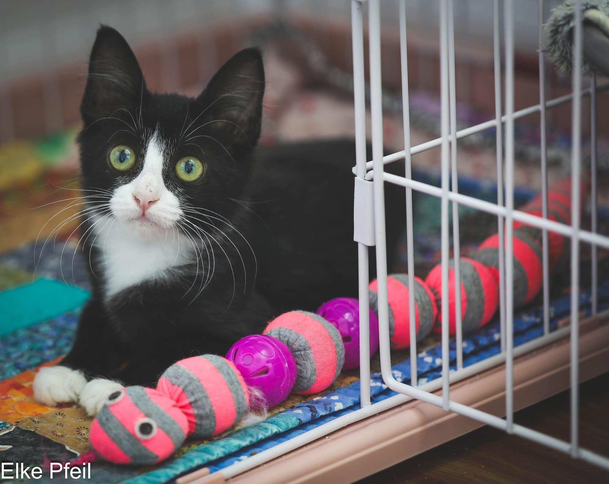 MANY KITTENS AVAILABLE MID JUNE, a ADOPTABLE mixed breed in Rocklin, CA image 2/4