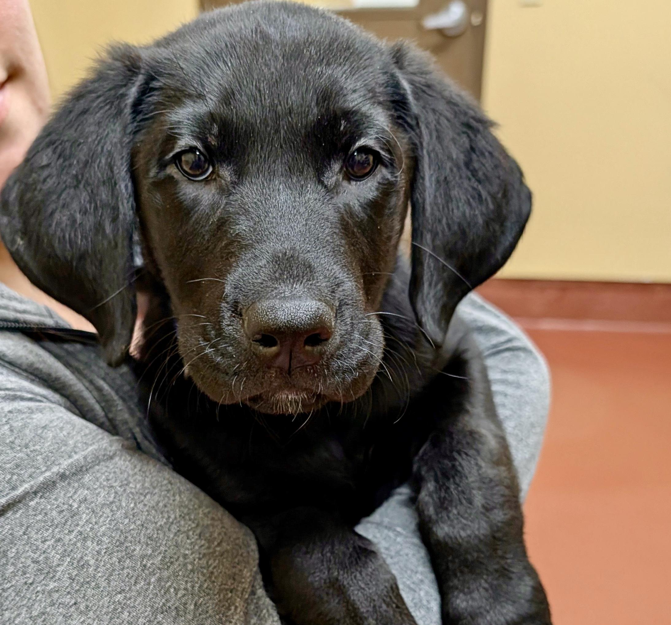 Enlarge Lennox “Lennie”, a hold Labrador Retriever in POTOMAC, MD image 4/5