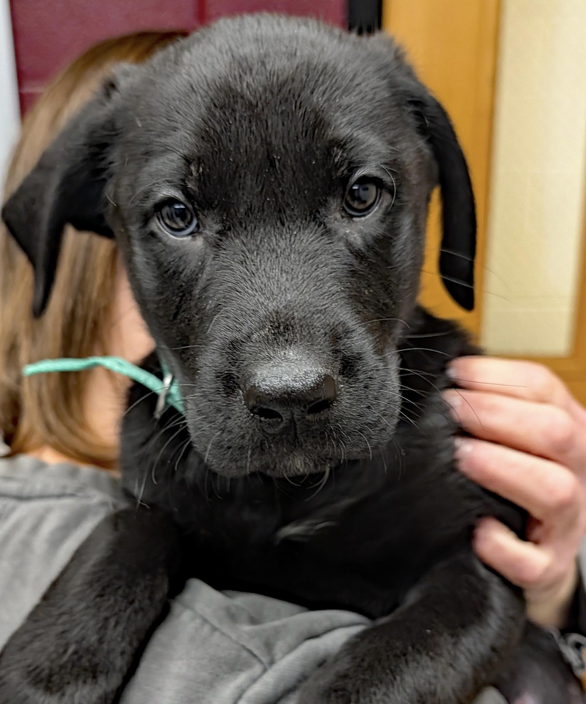 Enlarge Lennox “Lennie”, a hold Labrador Retriever in POTOMAC, MD image 2/5