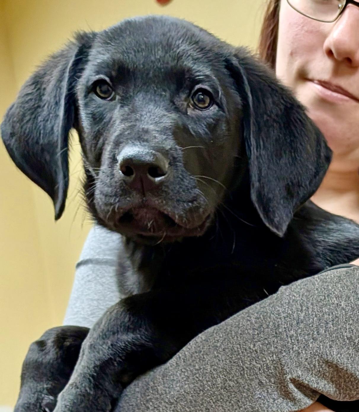 Enlarge Lennox “Lennie”, a hold Labrador Retriever in POTOMAC, MD image 5/5