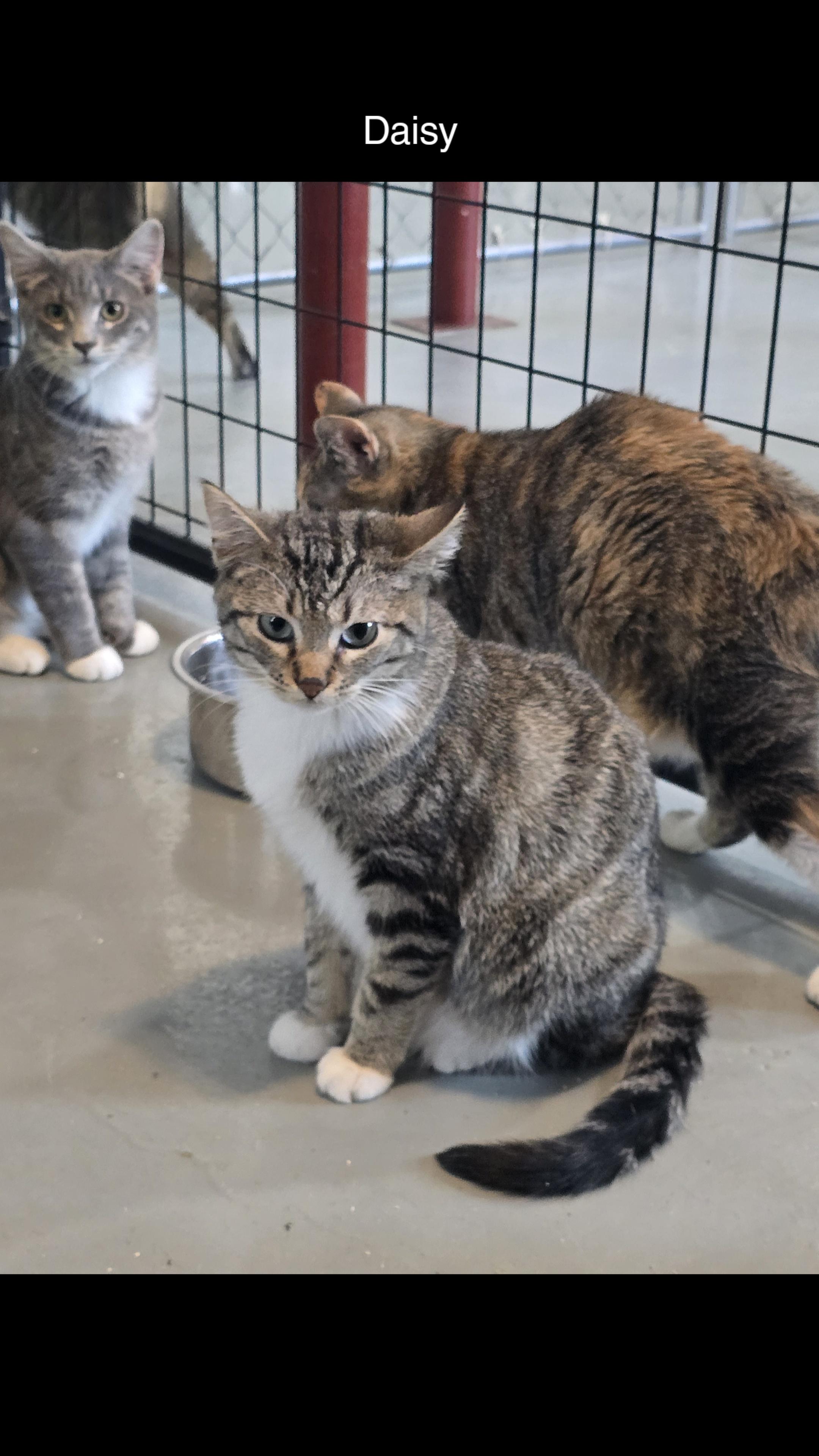 Enlarge Daisy, a Adoptable Domestic Short Hair in Iowa Falls, IA image 1/4