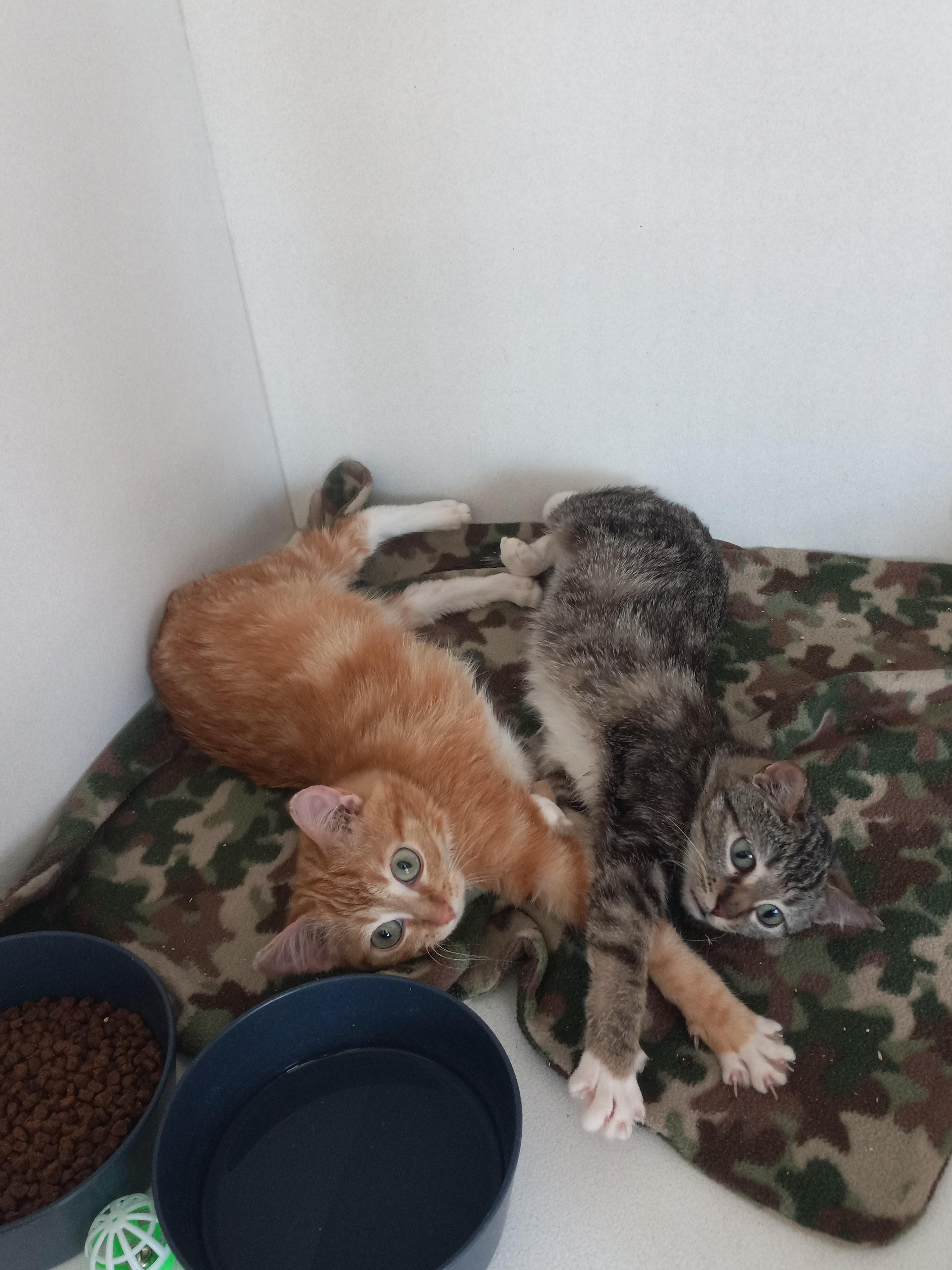 Daisy, Adoptable, Young Female Domestic Short Hair.