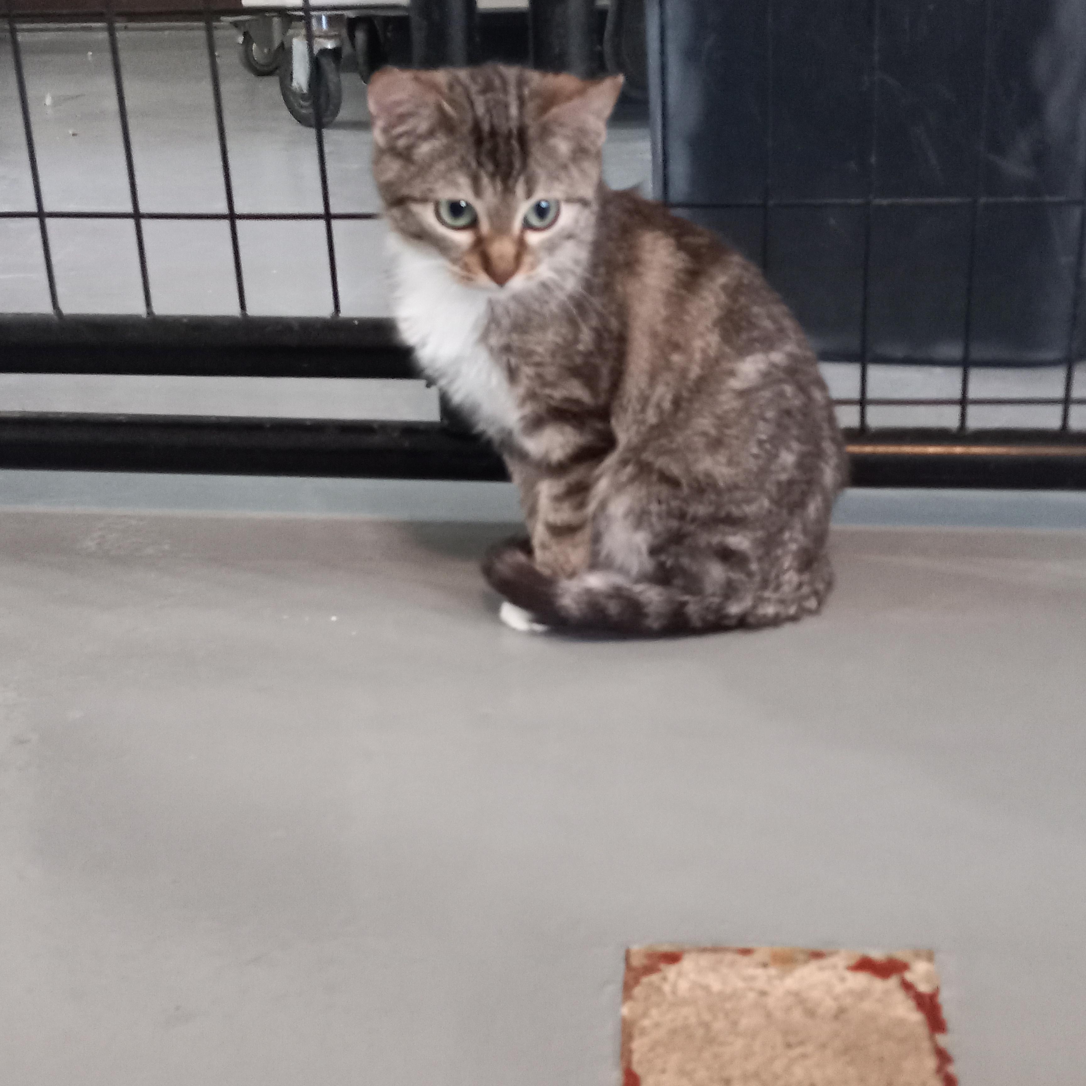 Enlarge Daisy, a Adoptable Domestic Short Hair in Iowa Falls, IA image 3/4