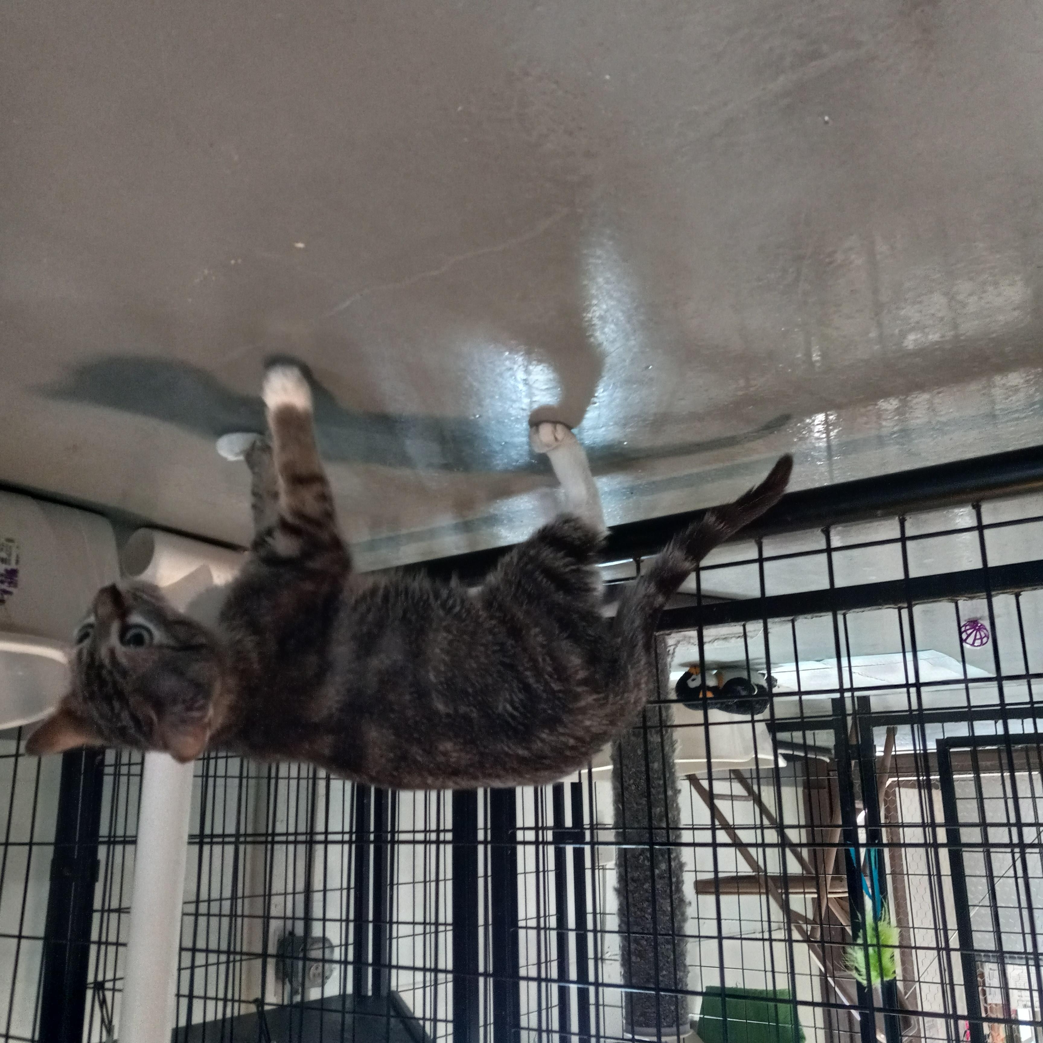 Enlarge Daisy, a Adoptable Domestic Short Hair in Iowa Falls, IA image 4/4