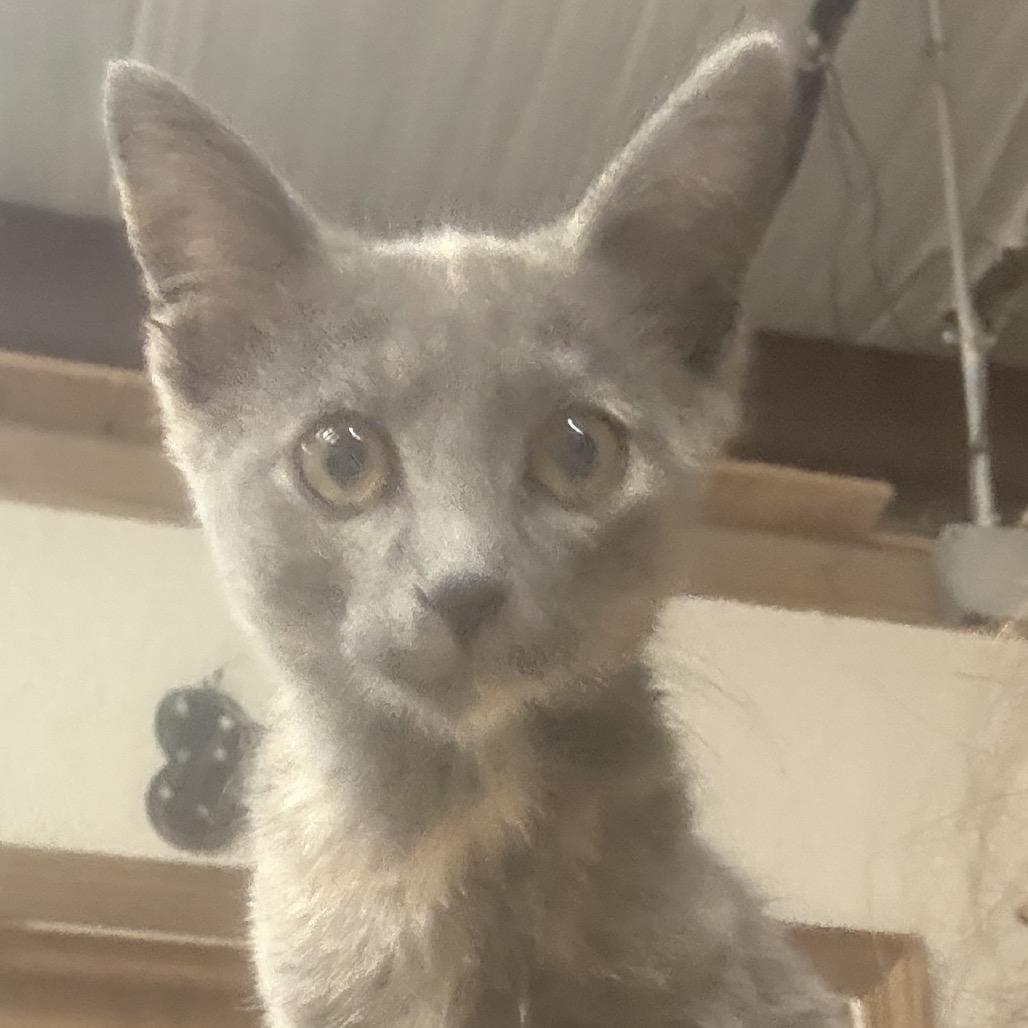 Laura, Adoptable, Kitten Female American Shorthair.