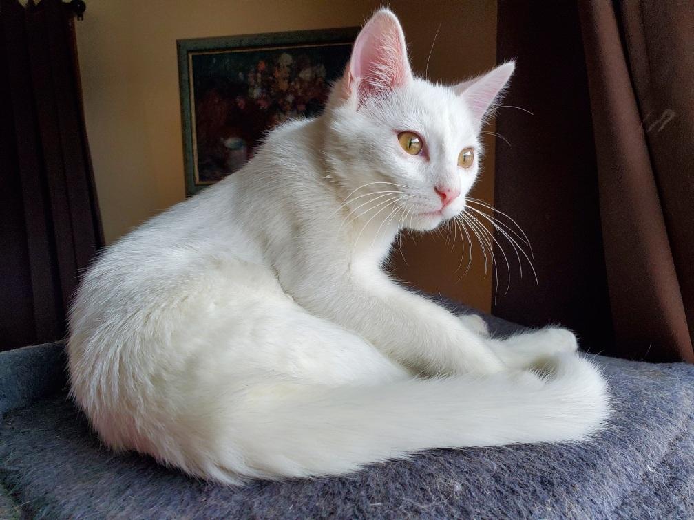 Enlarge COTTON, a ADOPTABLE Domestic Short Hair in Chicago Ridge, IL image 1/1