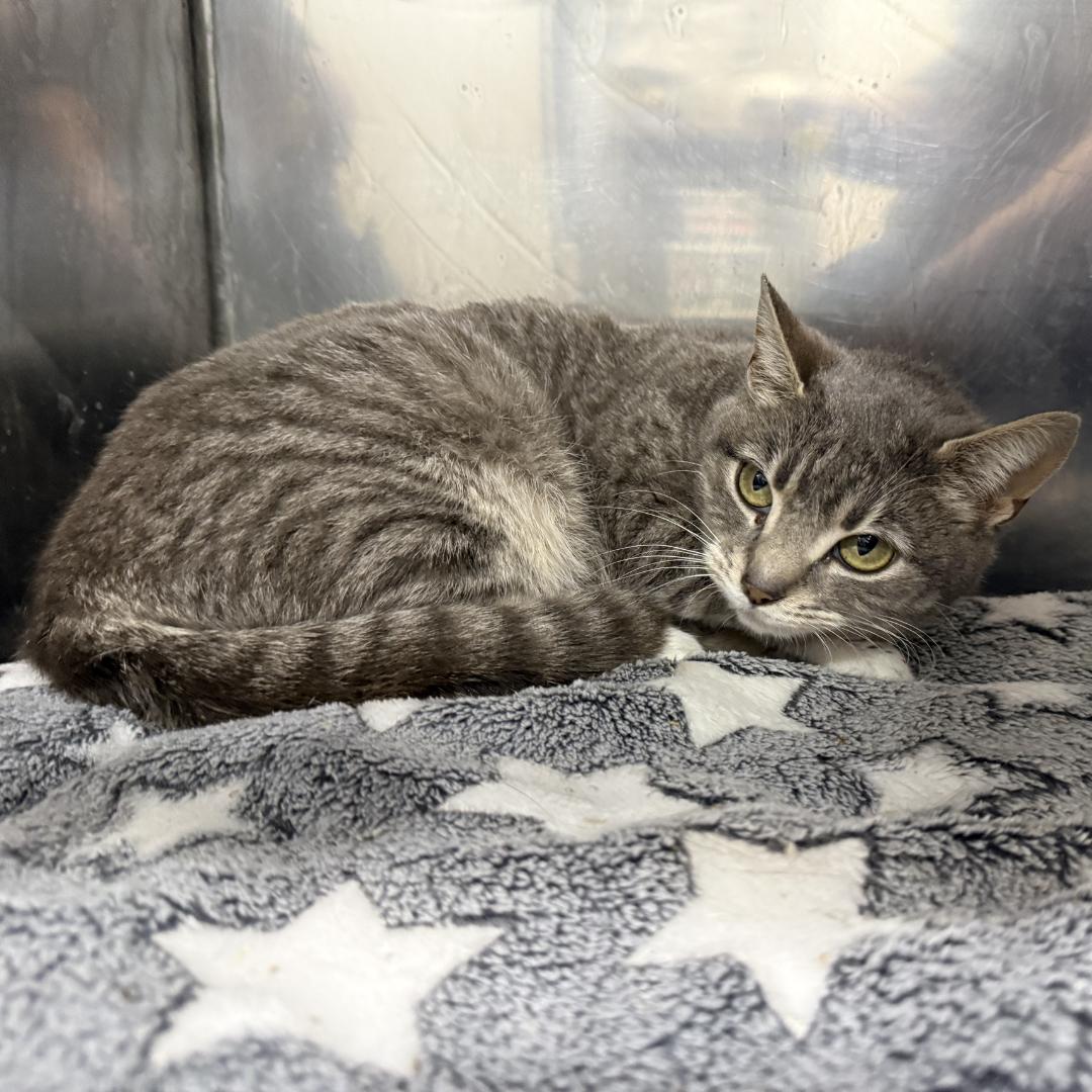 Moon, ADOPTABLE, Adult Female Domestic Short Hair.