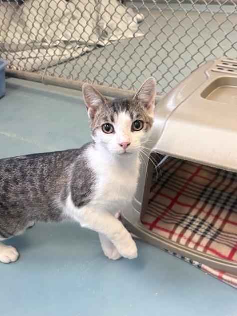 Enlarge Dodger, a Adoptable mixed breed in Ogdensburg, NY image 1/2