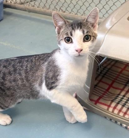 Dodger, a Adoptable mixed breed in Ogdensburg, NY image 2/2