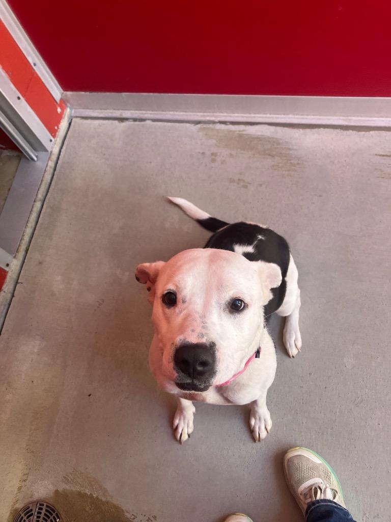 Enlarge Domino, a Adoptable mixed breed in Angola, IN image 1/1