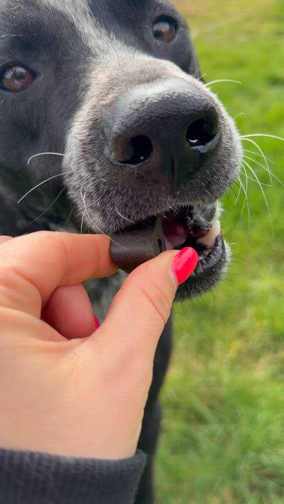 Enlarge Koda, a Adoptable Australian Cattle Dog / Blue Heeler in Milwaukie, OR video 5/5