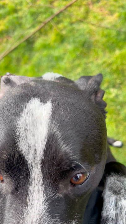 Enlarge Koda, a Adoptable Australian Cattle Dog / Blue Heeler in Milwaukie, OR video 4/5