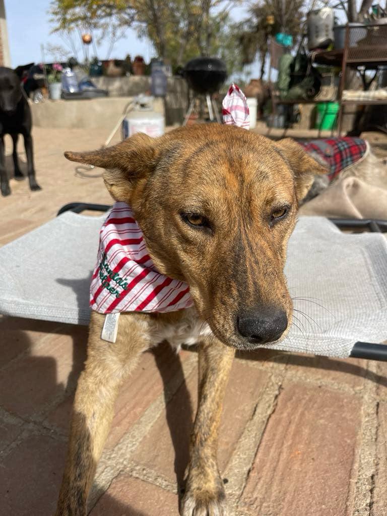 Penny, Adoptable, Adult Female Mixed Breed.