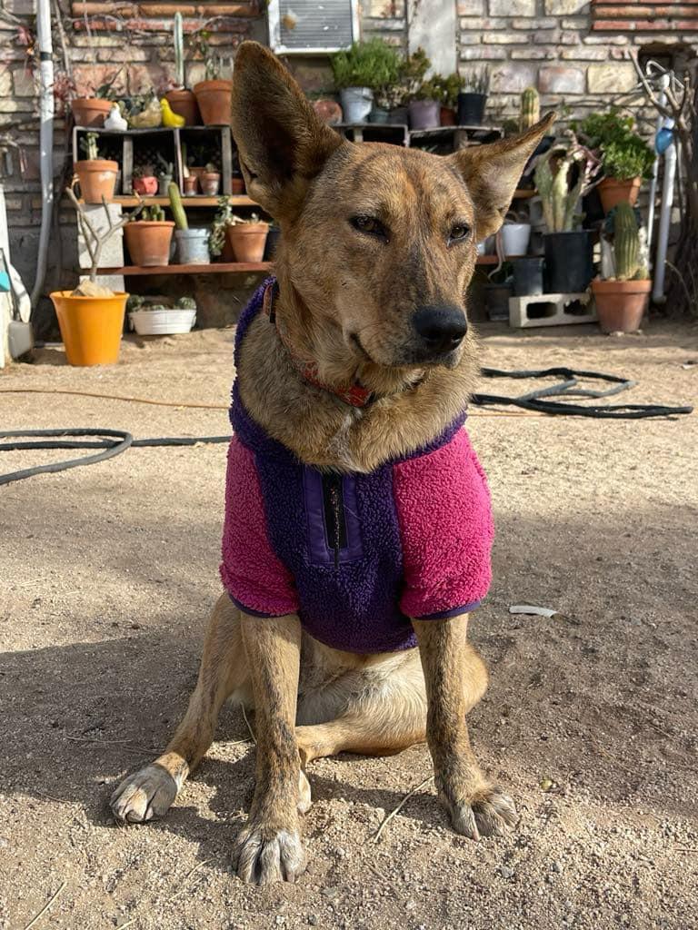 Penny, a Adoptable Mixed Breed in Chula Vista, CA image 2/5