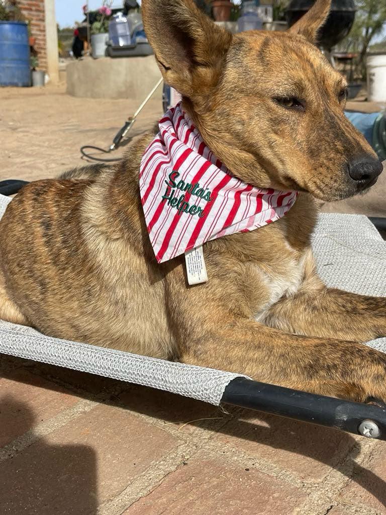 Penny, a Adoptable Mixed Breed in Chula Vista, CA image 3/5