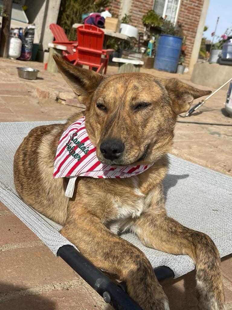 Penny, a Adoptable Mixed Breed in Chula Vista, CA image 4/5