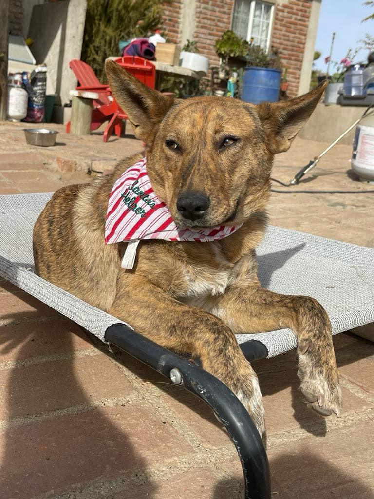 Penny, a Adoptable Mixed Breed in Chula Vista, CA image 5/5