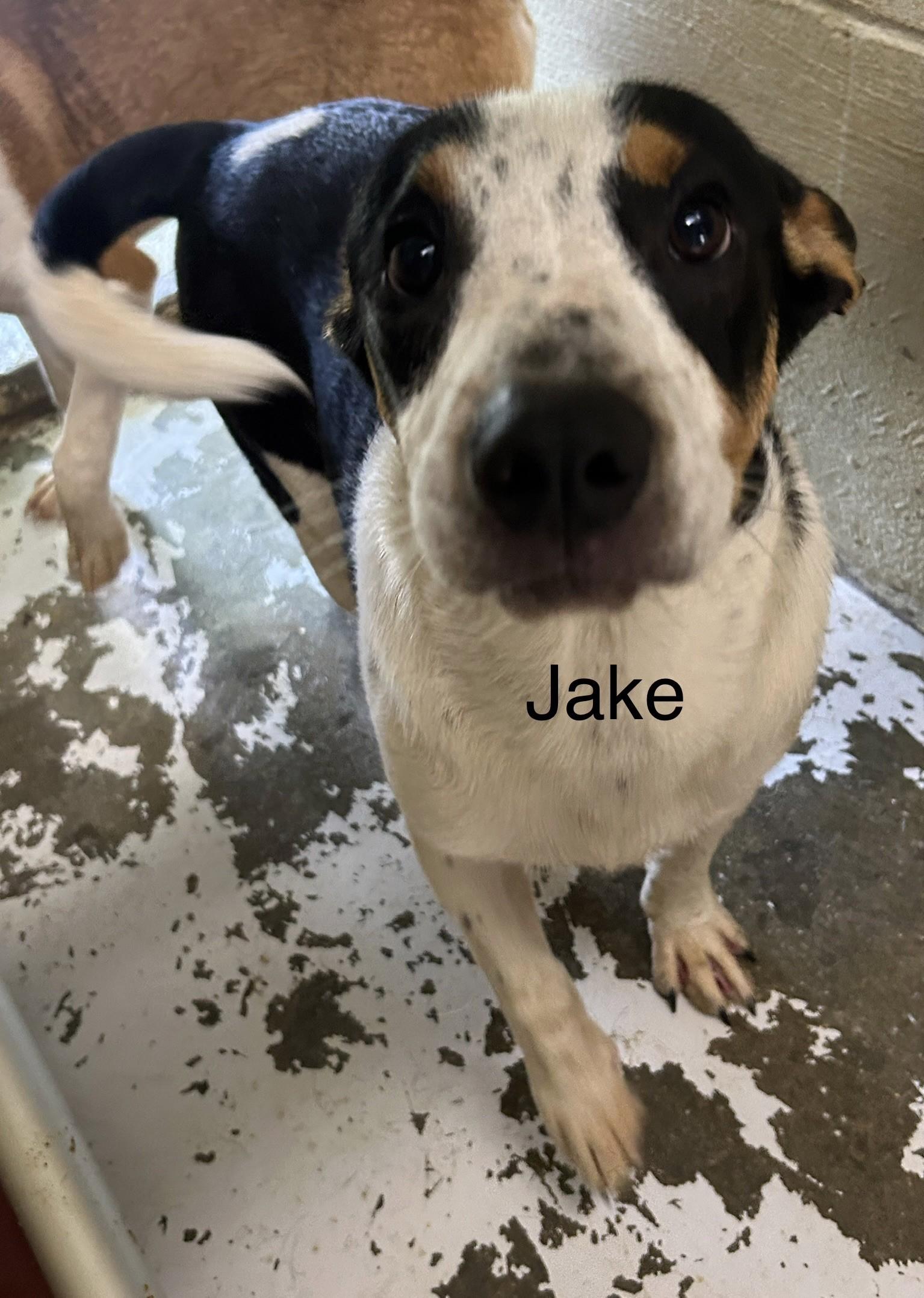 Jake, ADOPTABLE, Adult Male Beagle.