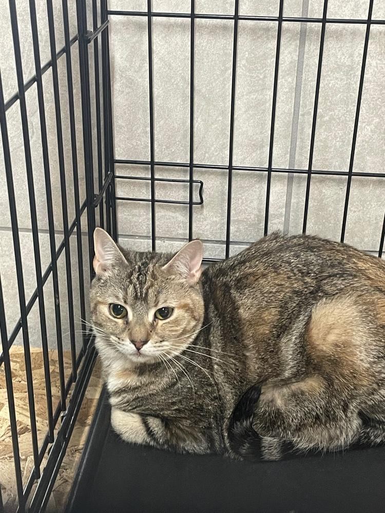 Enlarge Potato, a Adoptable Domestic Short Hair in Greene, NY image 1/1