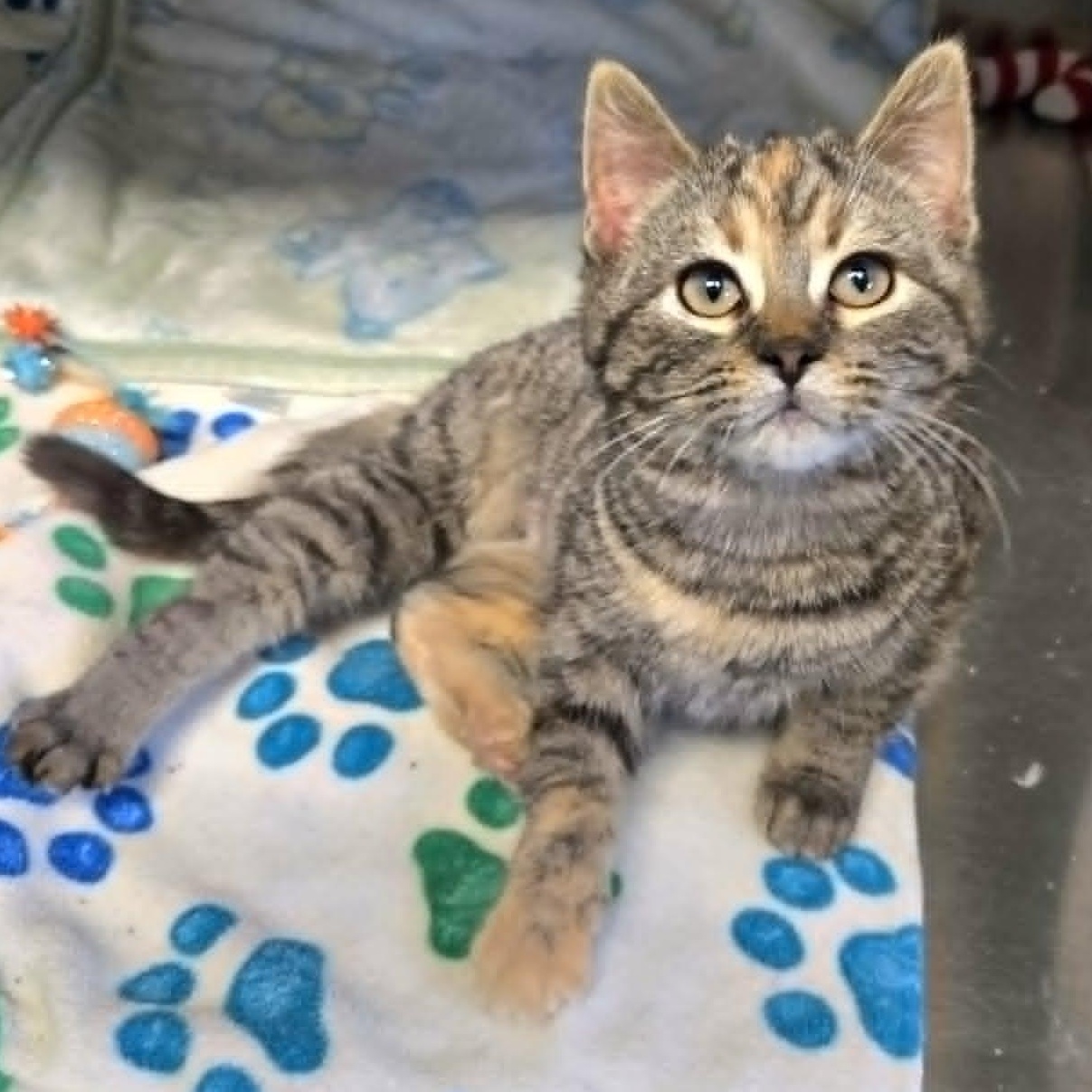 Topaz, ADOPTABLE, Kitten Female Domestic Short Hair.