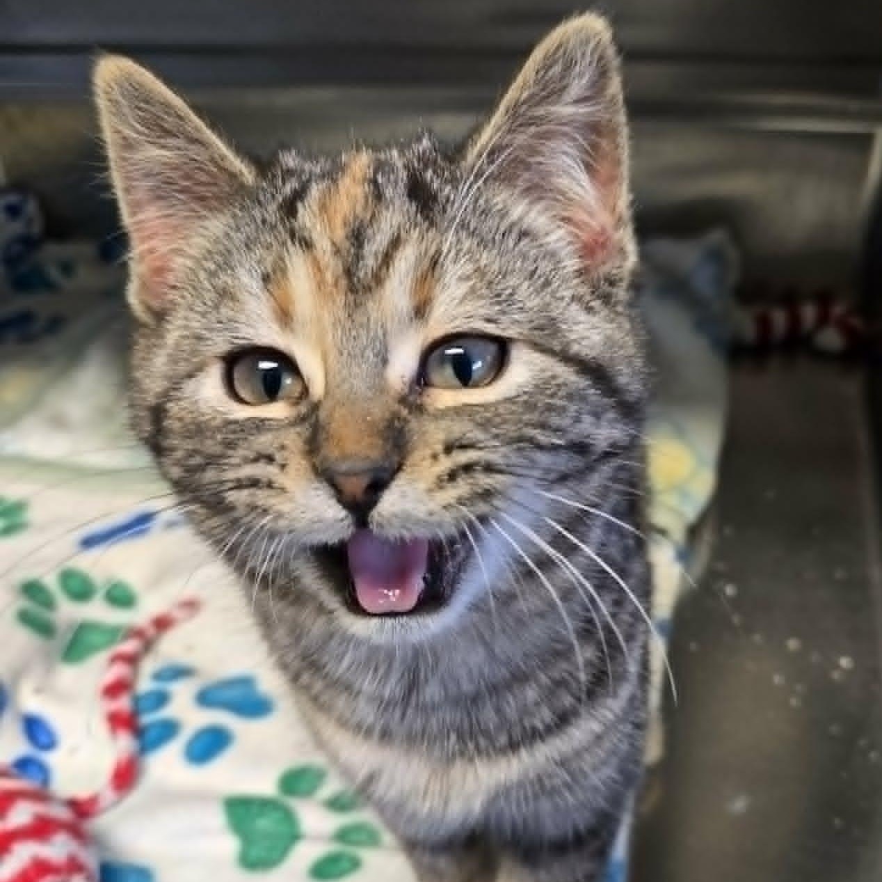 Topaz, a ADOPTABLE Domestic Short Hair in Watertown, WI image 2/4