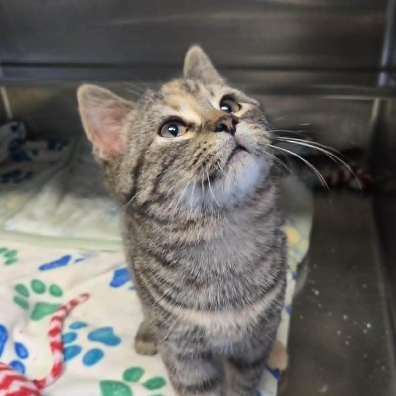 Topaz, a ADOPTABLE Domestic Short Hair in Watertown, WI image 4/4