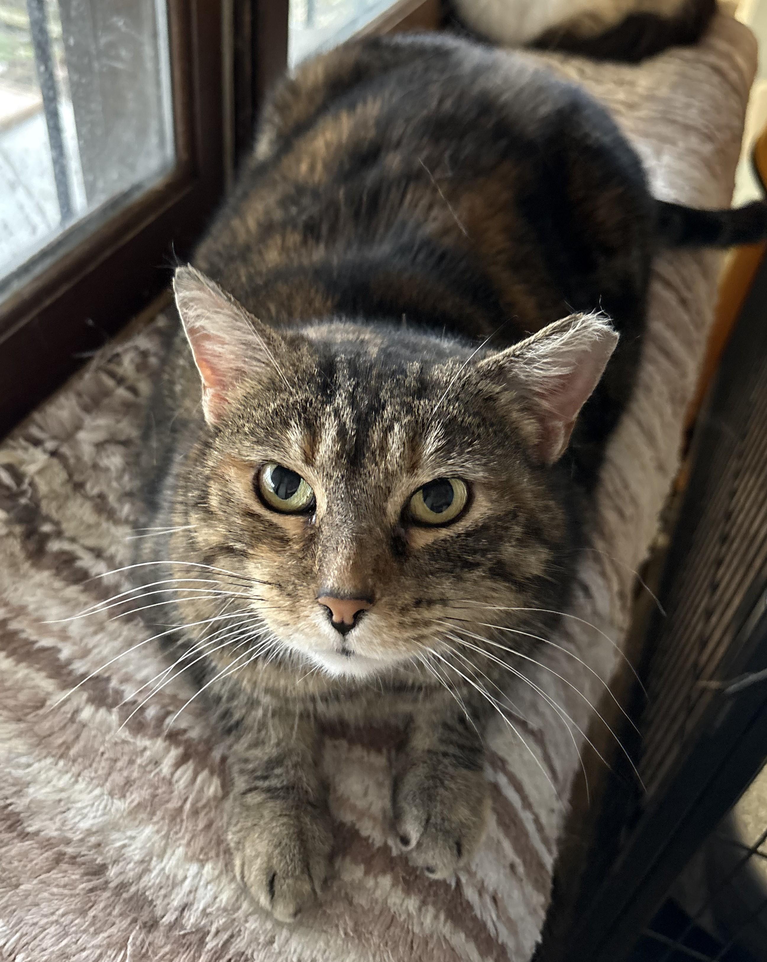 Joanie — thumbnail 4