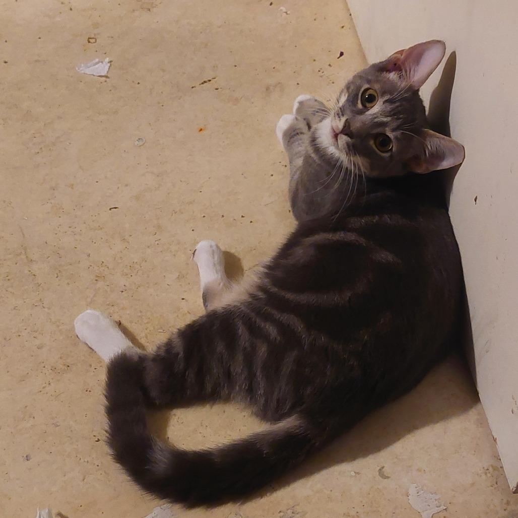 Binx, Adoptable, Young Male Domestic Short Hair.