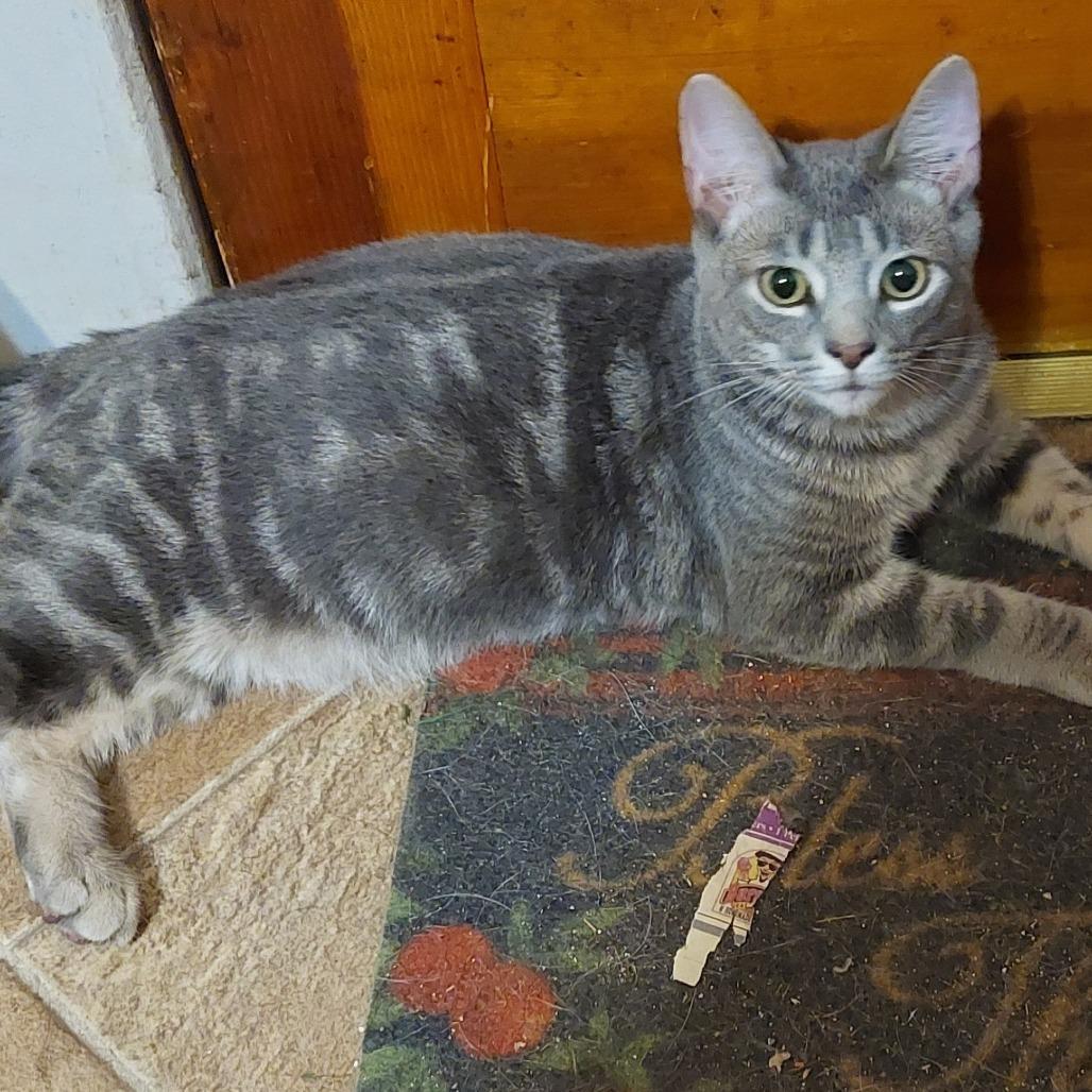 Binx, a Adoptable Domestic Short Hair in Ringtown, PA image 2/4