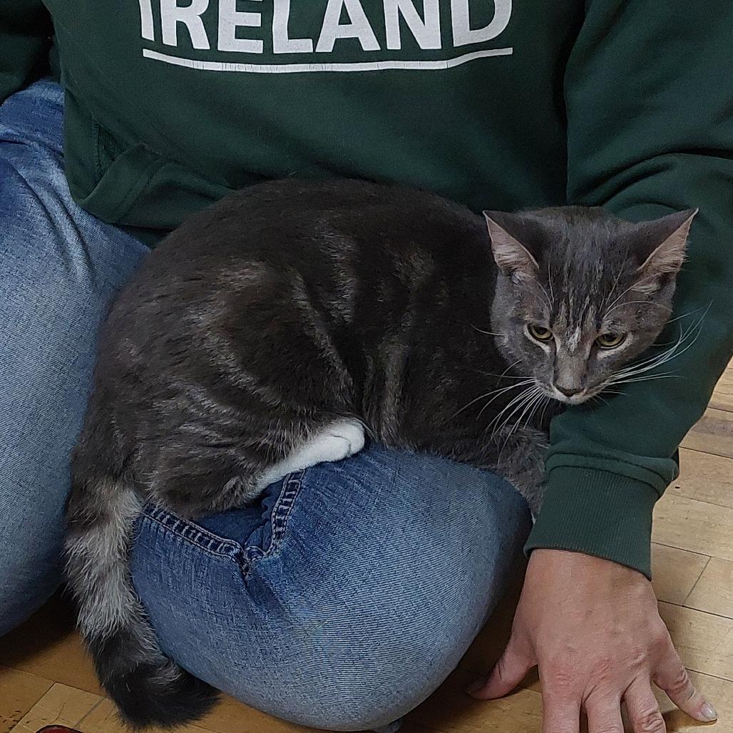 Binx, a Adoptable Domestic Short Hair in Ringtown, PA image 3/4