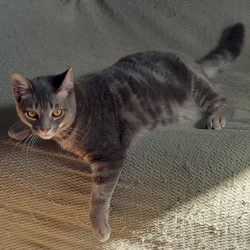 Binx, a Adoptable Domestic Short Hair in Ringtown, PA image 4/4