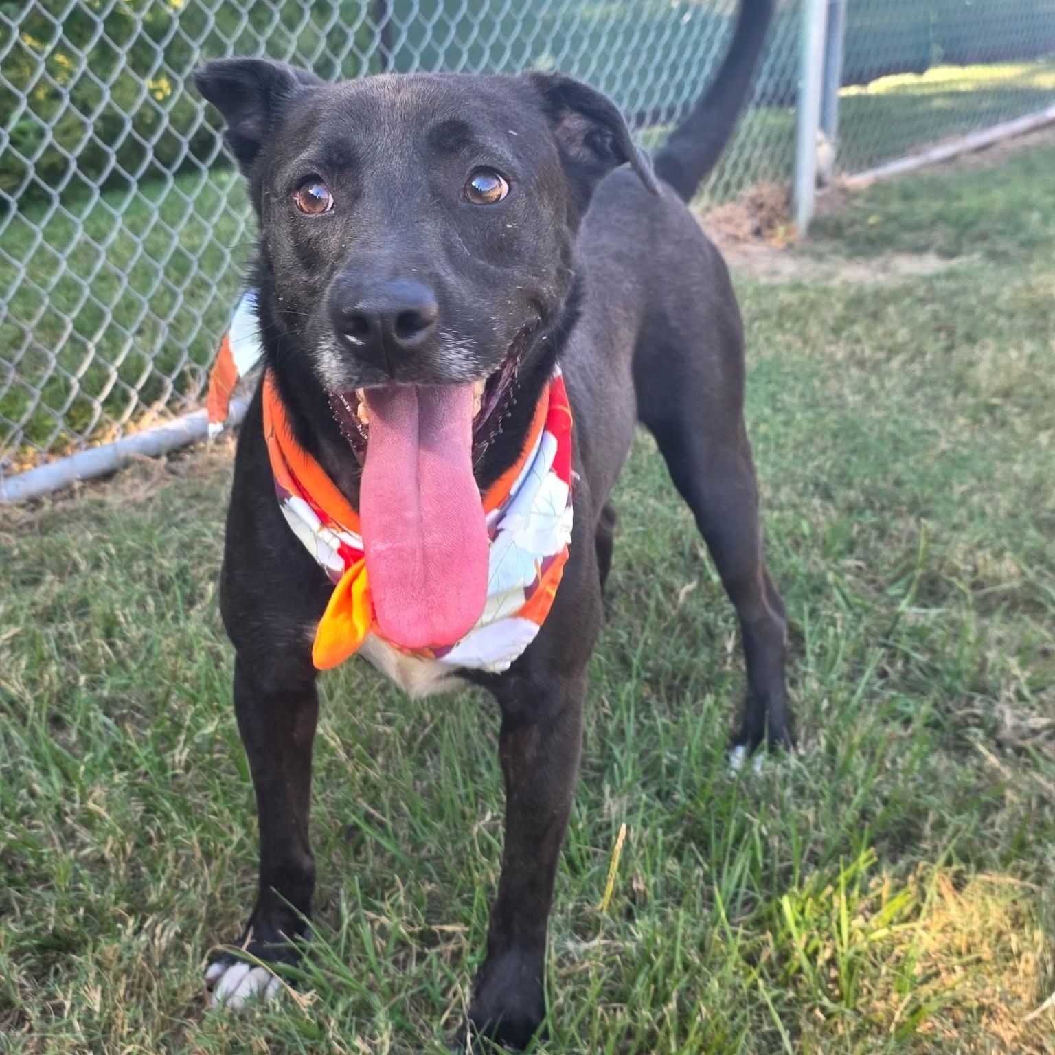 Randall Raisin — thumbnail 4