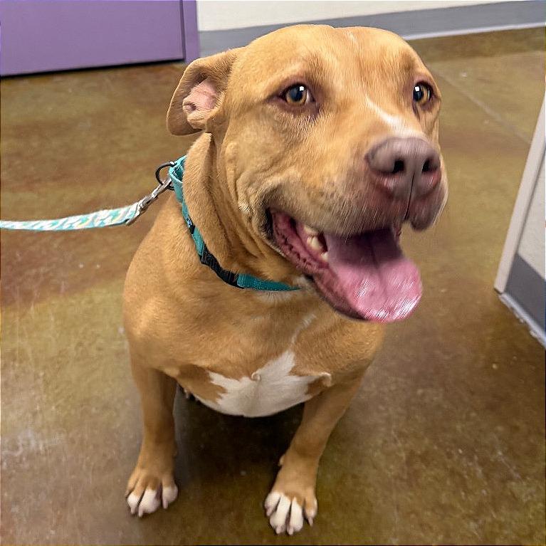 Mozzy, Adoptable, Adult Male Pit Bull Terrier & Mixed Breed.