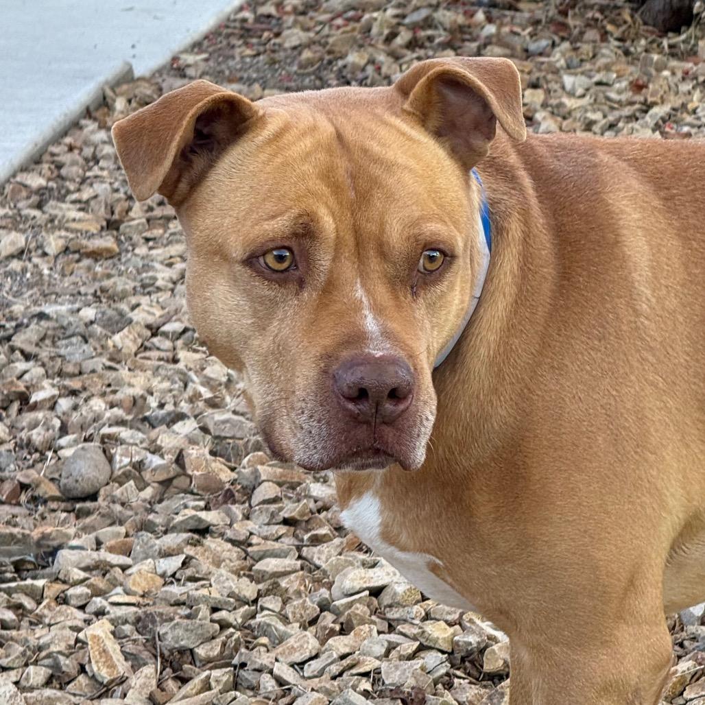 Enlarge Mozzy, a Adoptable mixed breed in Albuquerque, NM image 2/6