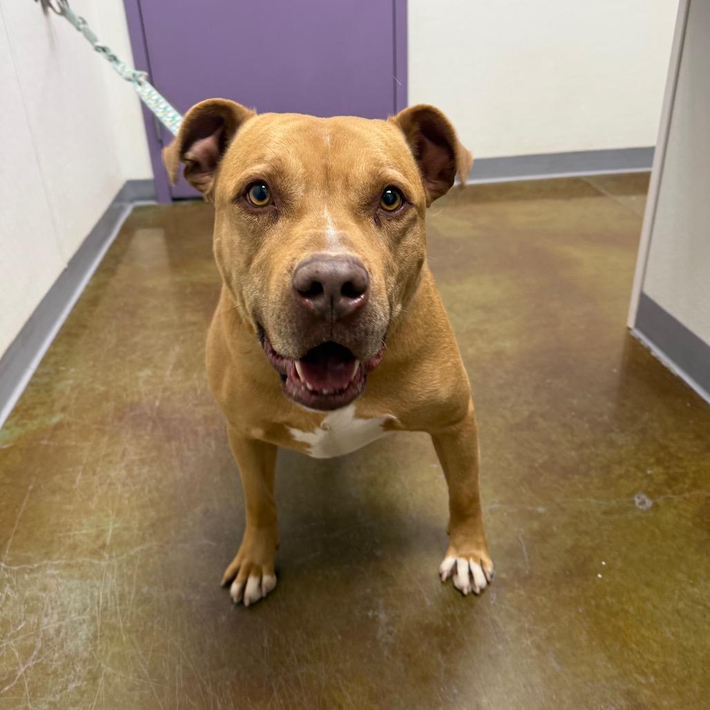 Enlarge Mozzy, a Adoptable mixed breed in Albuquerque, NM image 3/6