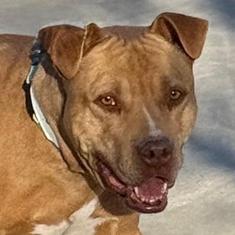 Enlarge Mozzy, a Adoptable mixed breed in Albuquerque, NM image 4/6