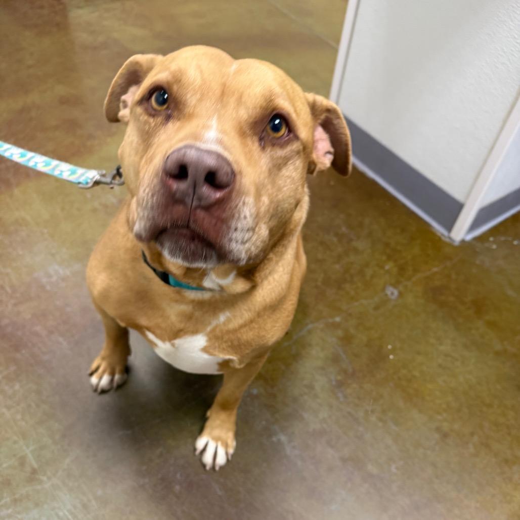 Enlarge Mozzy, a Adoptable mixed breed in Albuquerque, NM image 5/6