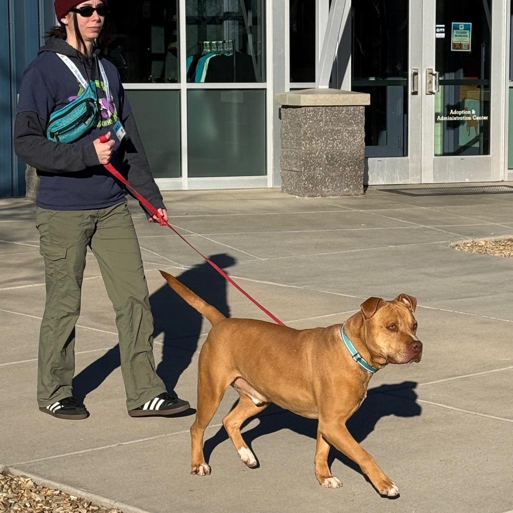 Enlarge Mozzy, a Adoptable mixed breed in Albuquerque, NM image 6/6