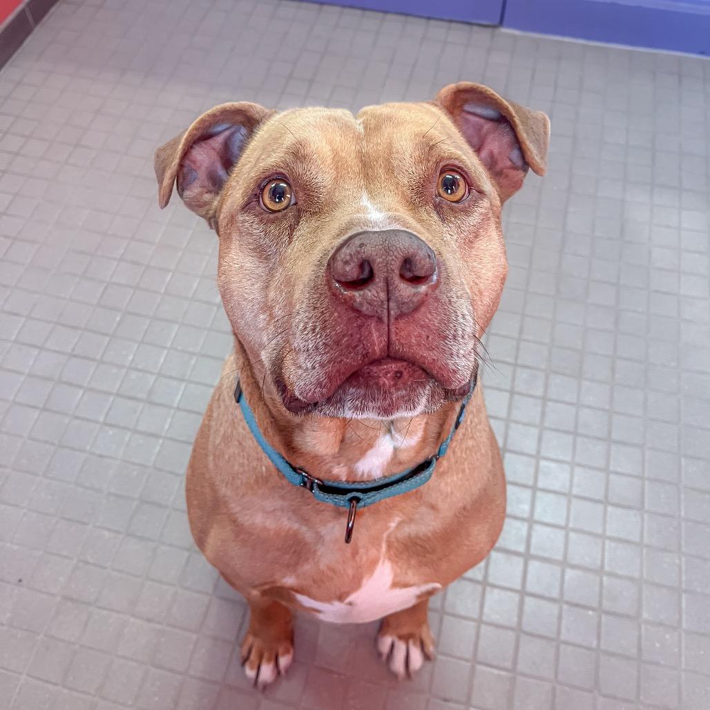 Enlarge Mozzy, a Adoptable mixed breed in Albuquerque, NM image 6/6