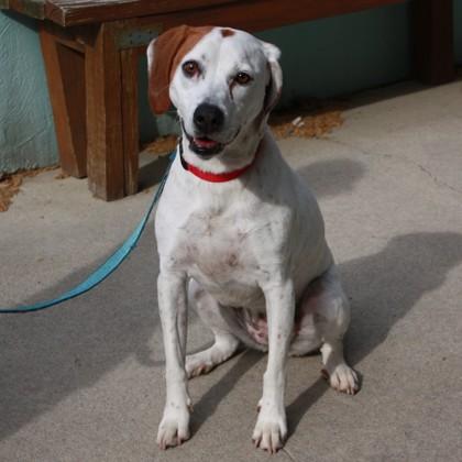 Wanda Li, Adoptable, Adult Female Hound & Mixed Breed.